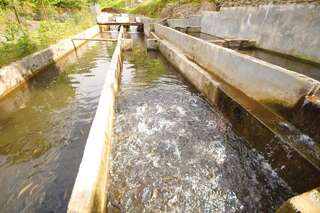 Курортные отели Oasis GASAMANIA Батуми Апартаменты Делюкс-22