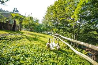 Курортные отели Oasis GASAMANIA Батуми Апартаменты Делюкс-37