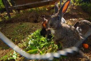 Курортные отели Oasis GASAMANIA Батуми Апартаменты Делюкс-53