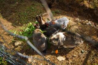 Курортные отели Oasis GASAMANIA Батуми Апартаменты Делюкс-54