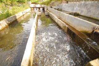 Курортные отели Oasis GASAMANIA Батуми Апартаменты Делюкс-55